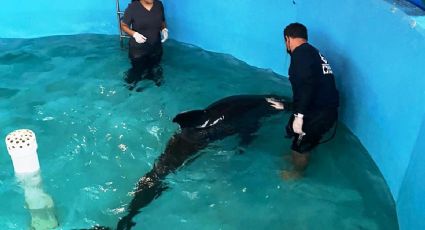 De 'melón o calabaza': delfines con peculiar cabeza generan incertidumbre en la comunidad científica