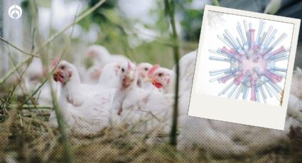 Gripe aviar H5N1: México detecta 296 mil aves infectadas