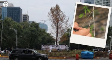 Glorieta del ahuehuete: ¿Y para cuándo ‘revive’ el arbolito?