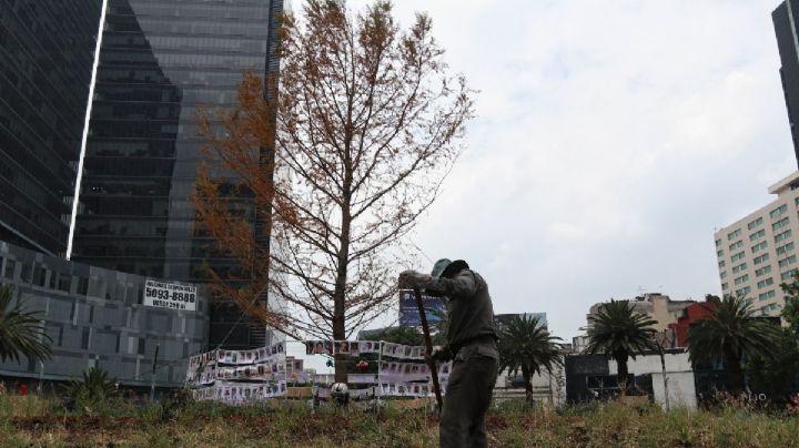 Glorieta del ahuehuete: El árbol no está muerto, pero ¿cuándo tendrá hojas de nuevo?