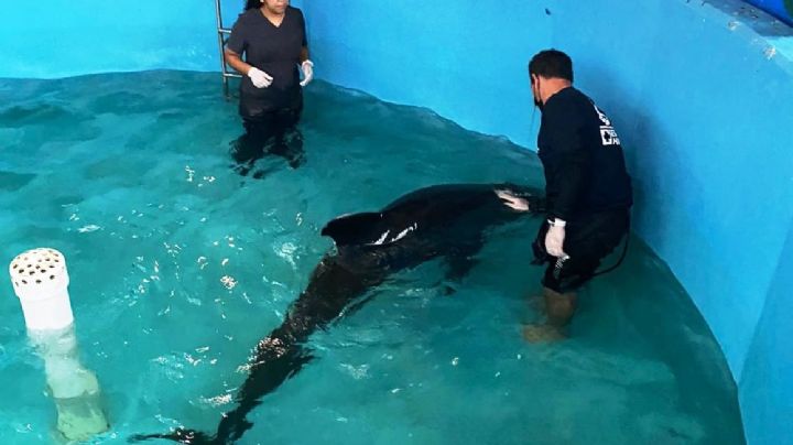 De 'melón o calabaza': delfines con peculiar cabeza generan incertidumbre en la comunidad científica