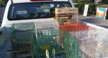 Incrementa operativo contra la venta clandestina de aves en León