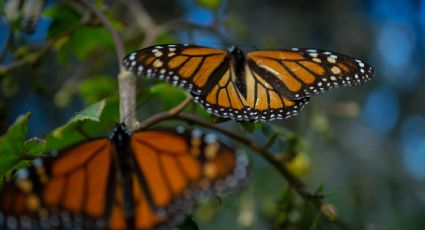 ¿Quieres ver a las mariposas monarca? Estos son los santuarios de Michoacán y Edomex