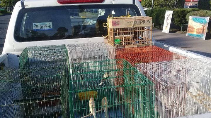 Incrementa operativo contra la venta clandestina de aves en León