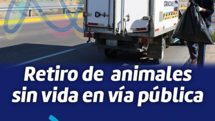 Brinda Municipio servicio de retiro de animales sin vida en la vía pública