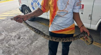 (FOTOS) Una 'Boa Constrictor' sale de paseo en Veracruz... y provoca más de un susto