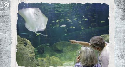 Parque Tepeyac: así será el acuario gigantesco que tendrá… ¿cuándo abrirá?