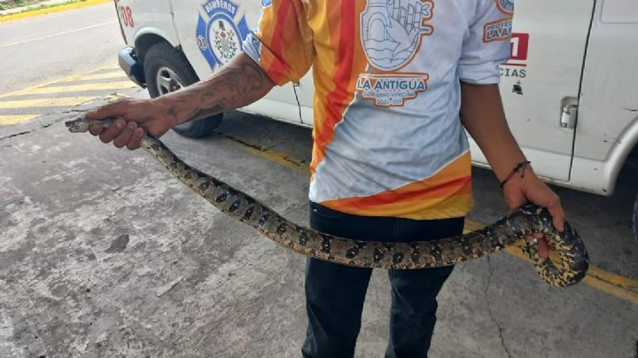 (FOTOS) Una 'Boa Constrictor' sale de paseo en Veracruz... y provoca más de un susto