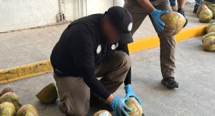 (VIDEO) Se aseguran 300 kilos de fentanilo escondidos en 'cocos'