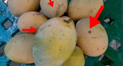 ¿Qué significan las manchas negras de los mangos y qué tan graves son?