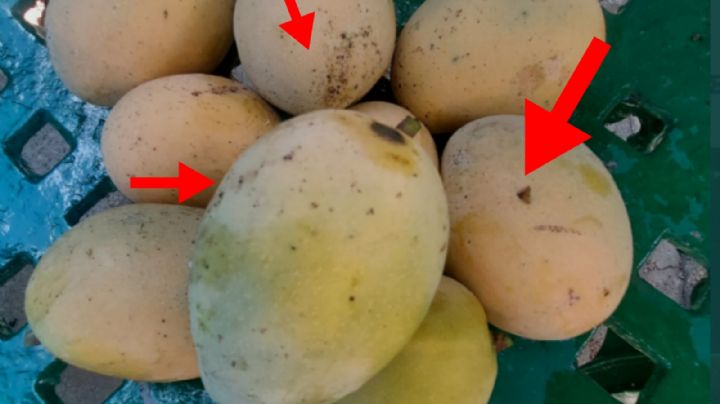 ¿Qué significan las manchas negras de los mangos y qué tan graves son?