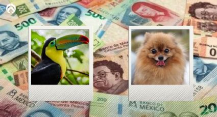 Estas son las mascotas de la clase alta en México