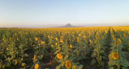 Campo de girasoles en González, Tamaulipas: un mar inigualable de color amarillo