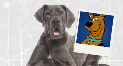 Perritos: ¿qué raza es Scooby-Doo y cómo luce en la realidad? (FOTOS)