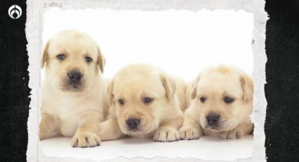 Perritos: ¿qué raza es el 'lomito' del papel Pétalo y cuánto cuesta?