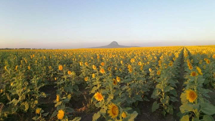 Campo de girasoles en González, Tamaulipas: un mar inigualable de color amarillo