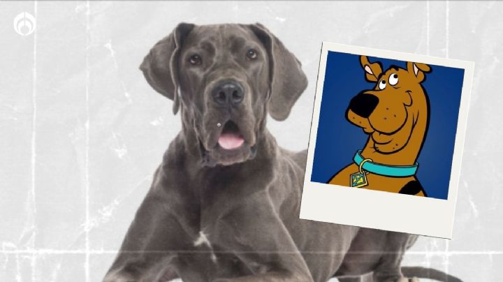 Perritos: ¿qué raza es Scooby-Doo y cómo luce en la realidad? (FOTOS)