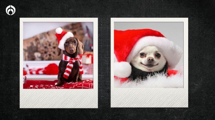 Perritos: Las razas de lomitos más navideñas