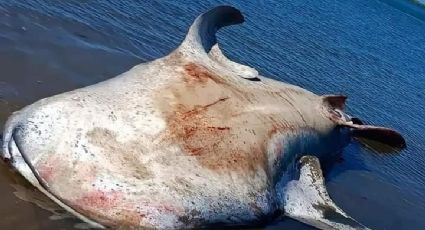 Marea baja causa la muerte de un tiburón ballena en playa de La Paz, especie en peligro de extinción