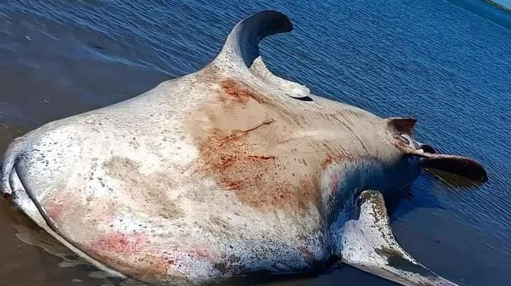 Marea baja causa la muerte de un tiburón ballena en playa de La Paz, especie en peligro de extinción