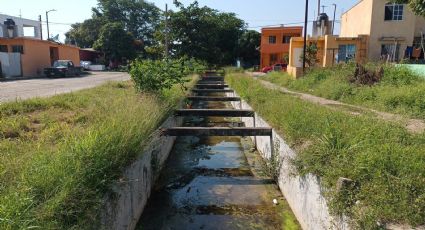 Alerta Cocodrilo: Reportan la presencia de reptiles en un canal de Altamira