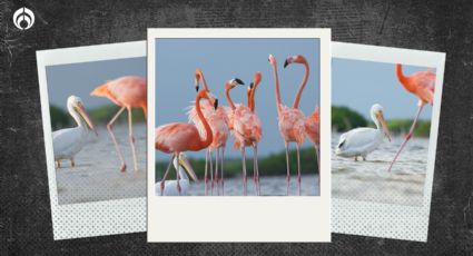 Una noticia buena: Cozumel se llena de flamencos y aves que huyen del frío