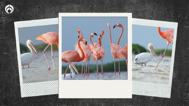 Una noticia buena: Cozumel se llena de flamencos y aves que huyen del frío