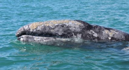 Avistamiento de ballena gris: 50 familias se ven perjudicadas por el recorte de permisos