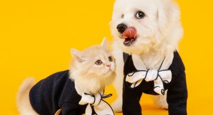 Perritos vs. gatitos: ¿cuáles son más inteligentes? Esto dice la ciencia