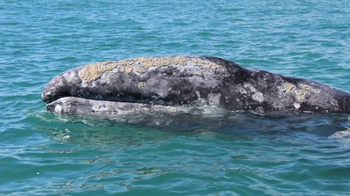 Avistamiento de ballena gris: 50 familias se ven perjudicadas por el recorte de permisos