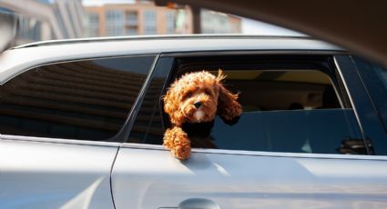 Perritos: este test te ayudará a saber qué tan inteligente es tu 'lomito'