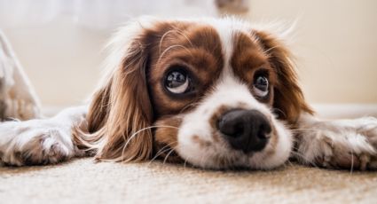 Perritos: ¿Tu "lomito" come heces? Te sorprenderá la razón