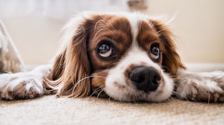 Perritos: ¿Tu "lomito" come heces? Te sorprenderá la razón