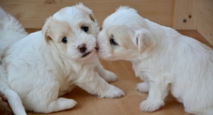 Perritos: este test te permitirá conocer la 'personalidad' de tu lomito