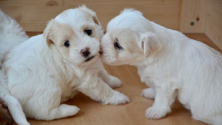 Perritos: este test te permitirá conocer la 'personalidad' de tu lomito