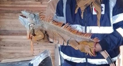 Crueldad Animal: reportan consumo de carne de iguana en Altamira, especie en peligro de extinción