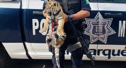 (VIDEOS) Aseguran a un cachorro tigre de bengala oculto en camioneta en El Marqués