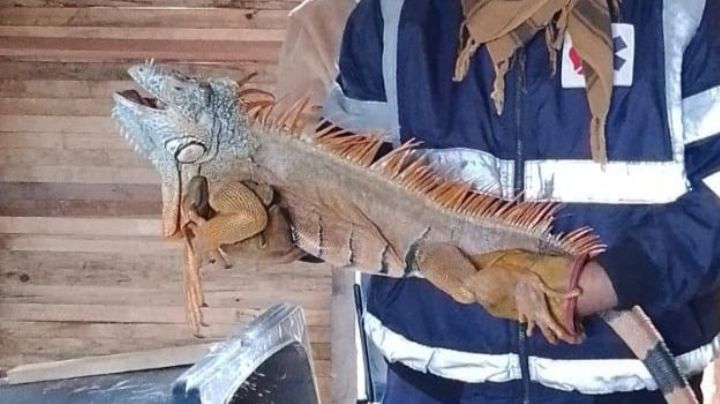 Crueldad Animal: reportan consumo de carne de iguana en Altamira, especie en peligro de extinción