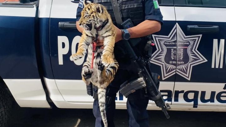 (VIDEOS) Aseguran a un cachorro tigre de bengala oculto en camioneta en El Marqués
