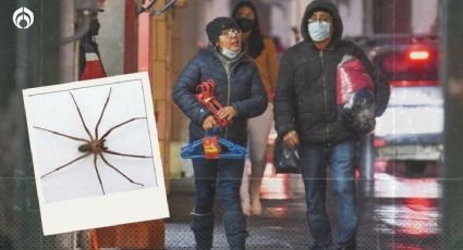 Araña violinista: ¿puede haber en tu casa esta temporada de frío?