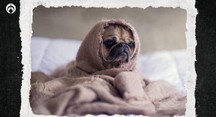 Perritos: 5 señales de que tiene gripe… ¿me puede contagiar?