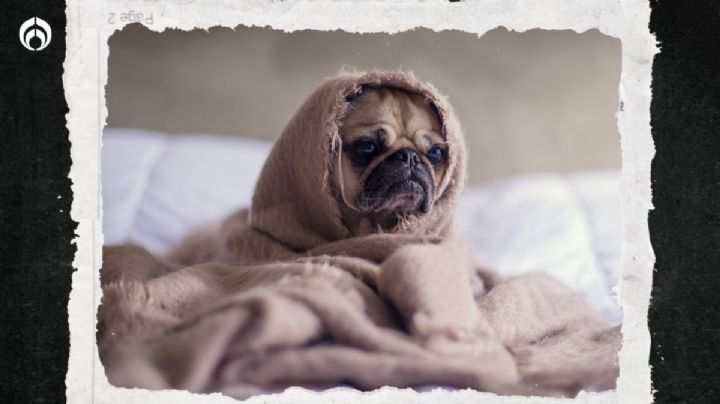 Perritos: 5 señales de que tiene gripe… ¿me puede contagiar?