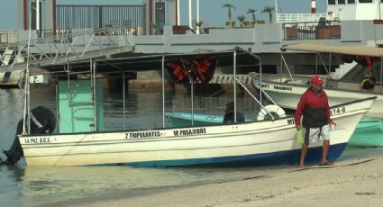 Arranca temporada de 'tiburon ballena' y profepa no cumple a prestadores de servicios