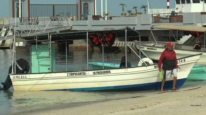 Arranca temporada de 'tiburon ballena' y profepa no cumple a prestadores de servicios