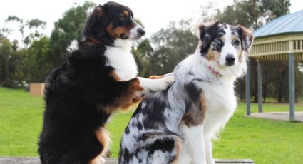 Perritos: 5 pensiones para dejar a tu 'lomito' si sales de vacaciones