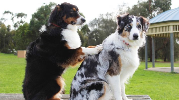 Perritos: 5 pensiones para dejar a tu 'lomito' si sales de vacaciones