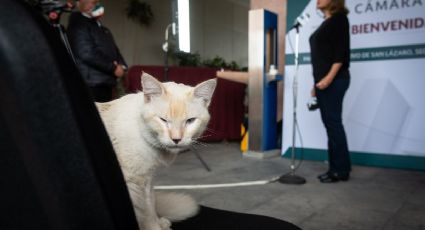 Día del gato: “Candigatos”, “dipugatos” y otros felinos famosos en la política mexicana