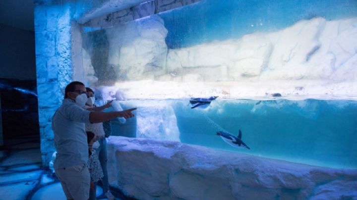 Así es el Acuario Inbursa de Carlos Slim