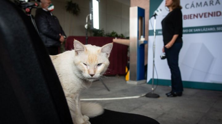 Día del gato: “Candigatos”, “dipugatos” y otros felinos famosos en la política mexicana