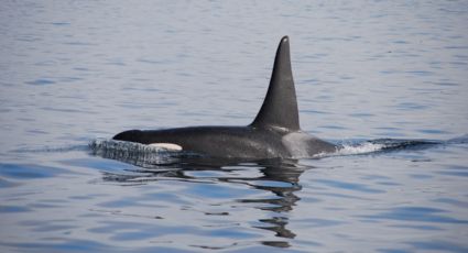 ¿Keiko regresa a México? Orca persigue a pescadores en Sinaloa (VIDEO)